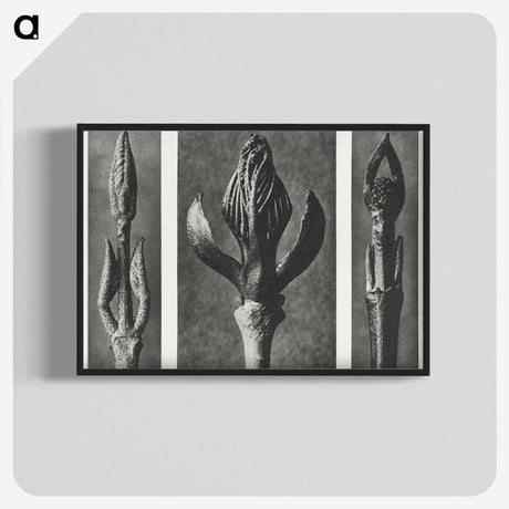 2-29_Karl-Blossfeldt_blk-crop