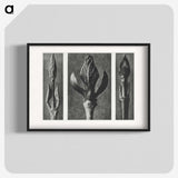 2-29_Karl-Blossfeldt_blk