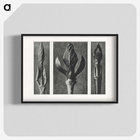 2-29_Karl-Blossfeldt_blk
