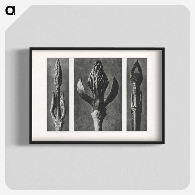 2-29_Karl-Blossfeldt_blk