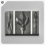 2-29_Karl-Blossfeldt_canvas