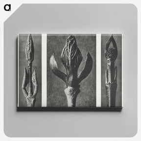 2-29_Karl-Blossfeldt_canvas