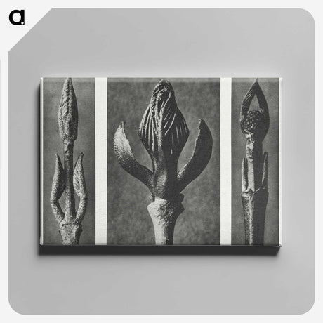 2-29_Karl-Blossfeldt_canvas