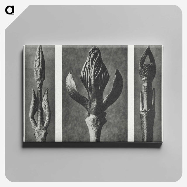 2-29_Karl-Blossfeldt_canvas