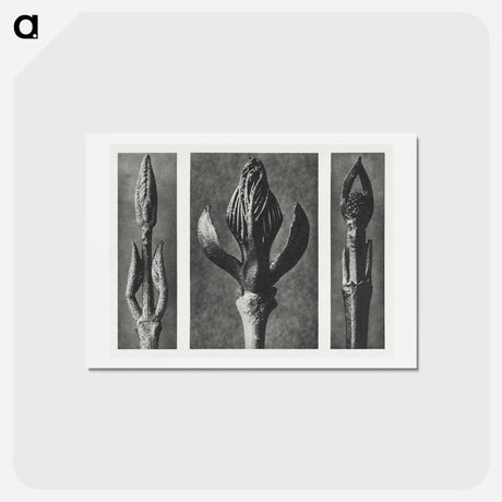 アートポストカード-Callicarpa Dichotoma (Beautyberry) enlarged 7 times, Fraxinus Ornus (Flowering Ash) enlarged 6 times, and Cornus Pubescens (Dogwood) enlarged 8 times from Urformen der Kunst by. - カール ブロスフェルト Postcard.