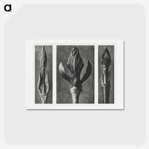 Callicarpa Dichotoma (Beautyberry) enlarged 7 times, Fraxinus Ornus (Flowering Ash) enlarged 6 times, and Cornus Pubescens (Dogwood) enlarged 8 times from Urformen der Kunst by. - カール ブロスフェルト Postcard.