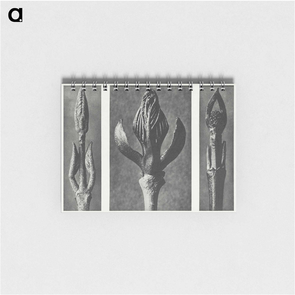 2-29_Karl-Blossfeldt_memo