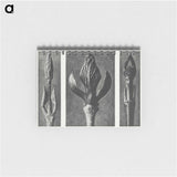 2-29_Karl-Blossfeldt_memo