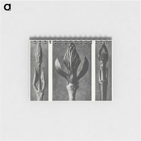 2-29_Karl-Blossfeldt_memo