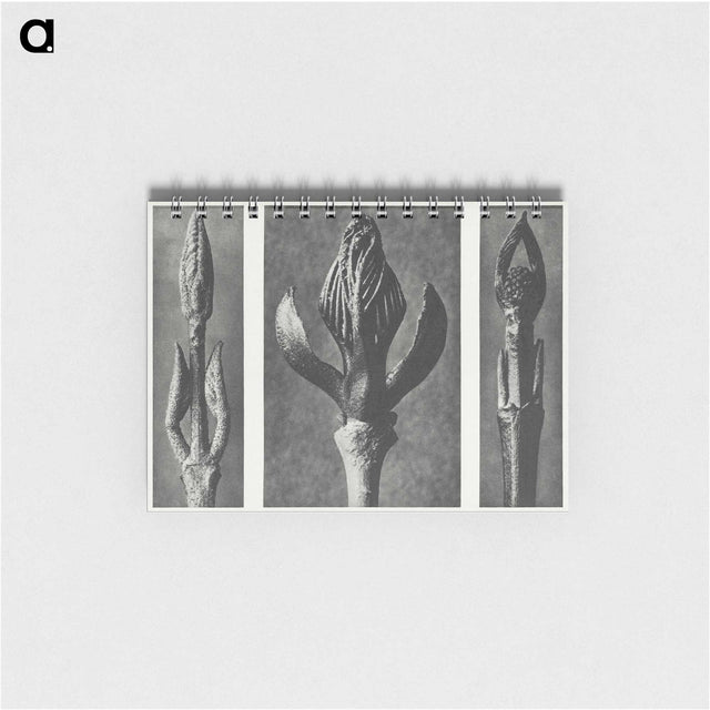 2-29_Karl-Blossfeldt_memo