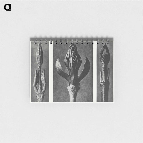 Callicarpa Dichotoma (Beautyberry) enlarged 7 times, Fraxinus Ornus (Flowering Ash) enlarged 6 times, and Cornus Pubescens (Dogwood) enlarged 8 times from Urformen der Kunst by. - カール ブロスフェルト Memo.