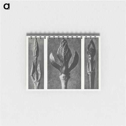 Callicarpa Dichotoma (Beautyberry) enlarged 7 times, Fraxinus Ornus (Flowering Ash) enlarged 6 times, and Cornus Pubescens (Dogwood) enlarged 8 times from Urformen der Kunst by. - Karl Blossfeldt Memo.