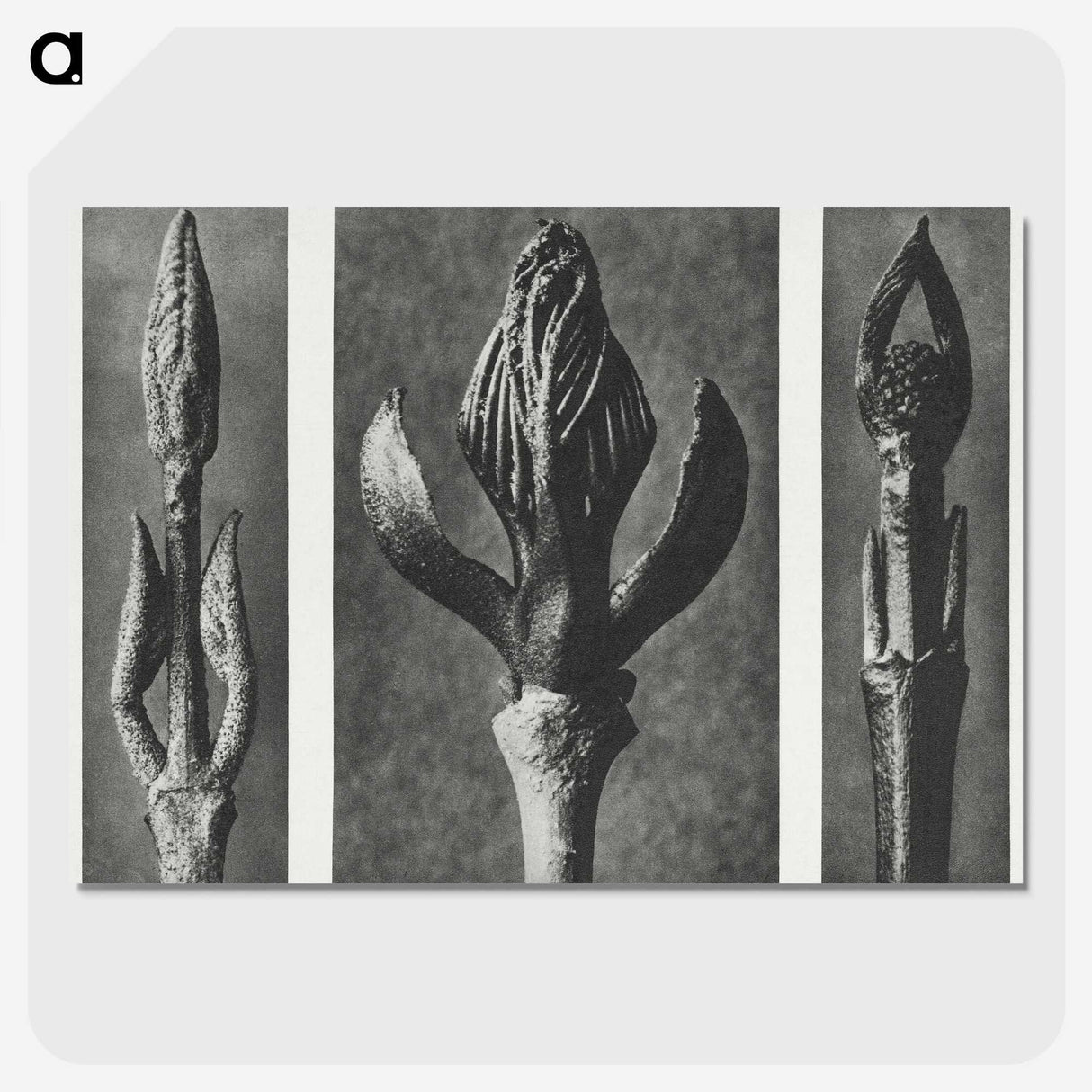 2-29_Karl-Blossfeldt_picture-crop