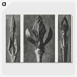 2-29_Karl-Blossfeldt_picture-crop