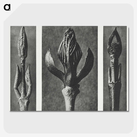 2-29_Karl-Blossfeldt_picture-crop