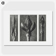 2-29_Karl-Blossfeldt_picture