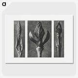 2-29_Karl-Blossfeldt_picture