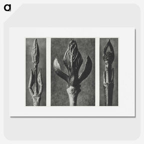 2-29_Karl-Blossfeldt_picture