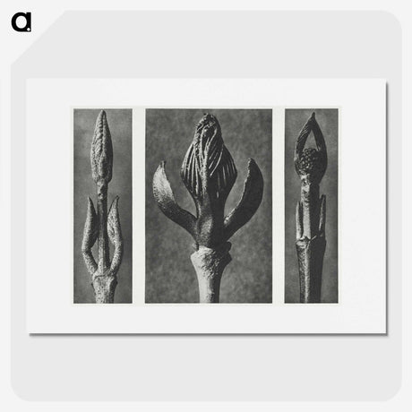 2-29_Karl-Blossfeldt_picture