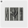 2-29_Karl-Blossfeldt_postcard
