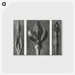 2-29_Karl-Blossfeldt_postcard