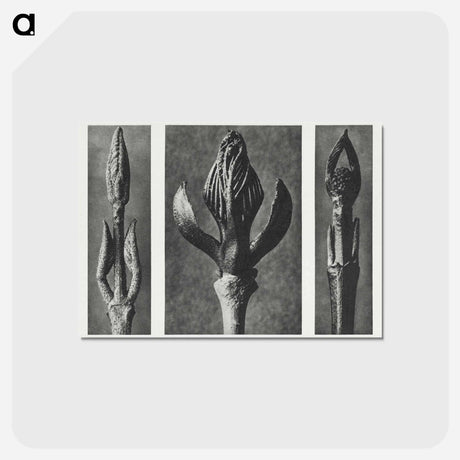 アートポストカード-Callicarpa Dichotoma (Beautyberry) enlarged 7 times, Fraxinus Ornus (Flowering Ash) enlarged 6 times, and Cornus Pubescens (Dogwood) enlarged 8 times from Urformen der Kunst by. - カール ブロスフェルト Postcard.