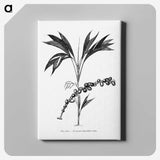 2-29_Les-Palmiers-Histoire-Iconographique_canvas