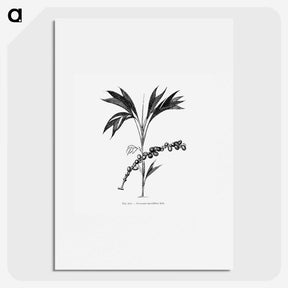 2-29_Les-Palmiers-Histoire-Iconographique_picture