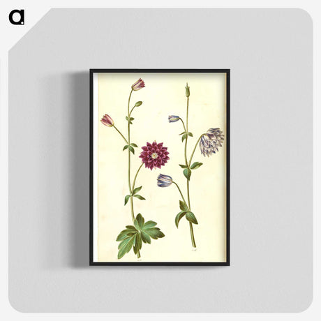 2-29_Maria-Sibylla-Merian_blk-crop