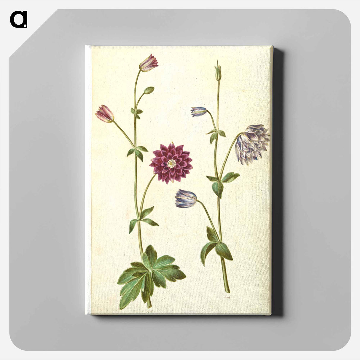 アートパネル-Aquilegia vulgaris
 - マリア ジビーラ メーリアン Canvas.