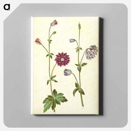 アートパネル-Aquilegia vulgaris
 - マリア ジビーラ メーリアン Canvas.
