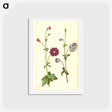 アートポストカード-Aquilegia vulgaris
 - マリア ジビーラ メーリアン Postcard.