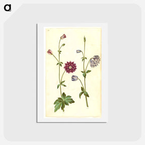 アートポストカード-Aquilegia vulgaris
 - マリア ジビーラ メーリアン Postcard.