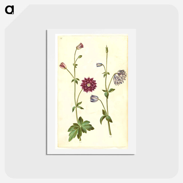 アートポストカード-Aquilegia vulgaris
 - マリア ジビーラ メーリアン Postcard.