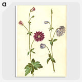 2-29_Maria-Sibylla-Merian_picture-crop
