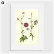 2-29_Maria-Sibylla-Merian_picture