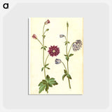 アートポストカード-Aquilegia vulgaris
 - マリア ジビーラ メーリアン Postcard.
