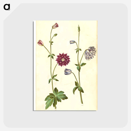 アートポストカード-Aquilegia vulgaris
 - マリア ジビーラ メーリアン Postcard.