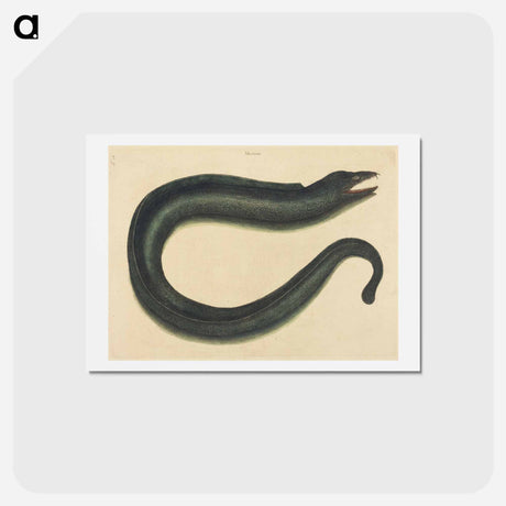 アートポストカード-The Muray
 - マーク ケイツビー Postcard.