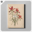 2-29_Mary-Vaux-Walcott_canvas