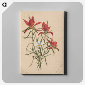 2-29_Mary-Vaux-Walcott_canvas