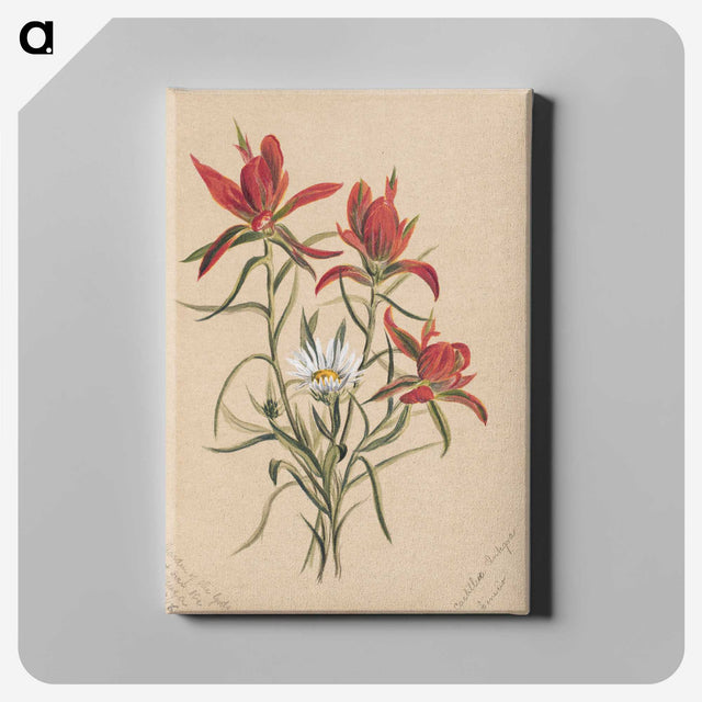 2-29_Mary-Vaux-Walcott_canvas