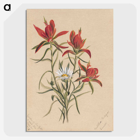 2-29_Mary-Vaux-Walcott_picture-crop