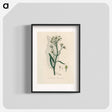 アートポスター-Horseradish Illustration
 - 薬用植物学 Poster.
