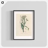 アートポスター-Horseradish Illustration
 - 薬用植物学 Poster.