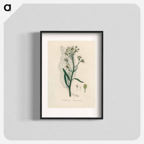 アートポスター-Horseradish Illustration
 - 薬用植物学 Poster.