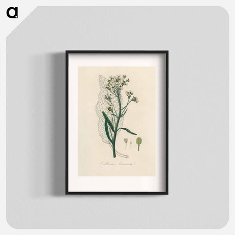 アートポスター-Horseradish Illustration
 - 薬用植物学 Poster.