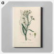 アートパネル-Horseradish Illustration
 - 薬用植物学 Canvas.