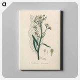 アートパネル-Horseradish Illustration
 - 薬用植物学 Canvas.