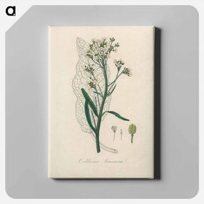 アートパネル-Horseradish Illustration
 - 薬用植物学 Canvas.